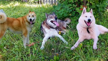 День свадьбы Каюра Герды и Белкуньи