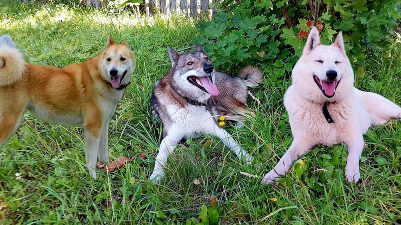 День свадьбы Каюра Герды и Белкуньи