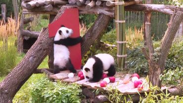 Уже год: панды Лени и Лотти празднуют день рождения в Берлинском зоопарке