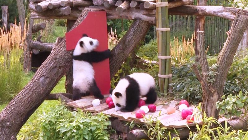 Уже год: панды Лени и Лотти празднуют день рождения в Берлинском зоопарке
