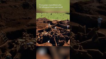 Насколько большим может быть муравейник?😨