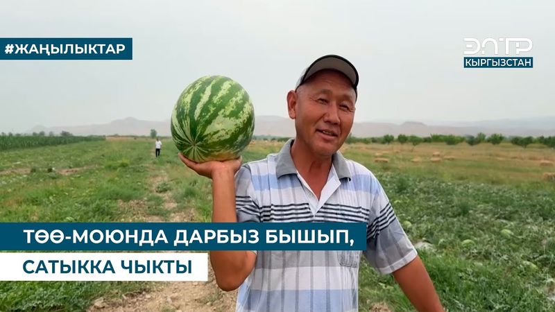 ТӨӨ-МОЮНДА ДАРБЫЗ БЫШЫП, САТЫККА ЧЫКТЫ