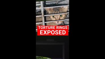 Cat torture rings exposed in Australia