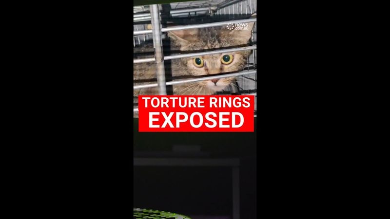 Cat torture rings exposed in Australia