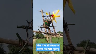 निल गाय भगाने का देसी जुगाड़ || निल गाय से फसल को बचाये||