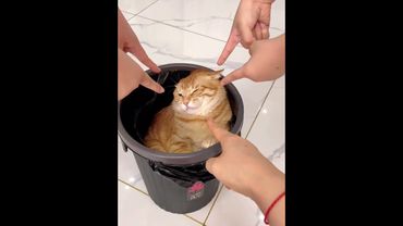 Cat’s powerlessness #cat #funnycat #cats #funnyvideos #fyp