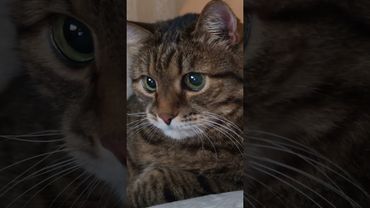 Горящая лава 🌋🙀🤔🤣 #cat #кот #юмор #котушка #приколы #позитив #популярное #цитаты