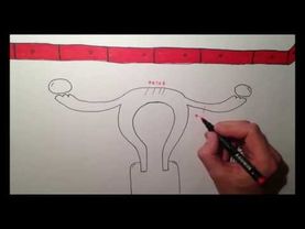 Менструальный цикл 1/2