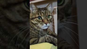 Время не лечит ⌛⏰🙀🤣 #cat #кот #юмор #котушка #приколы #цитаты #пародия