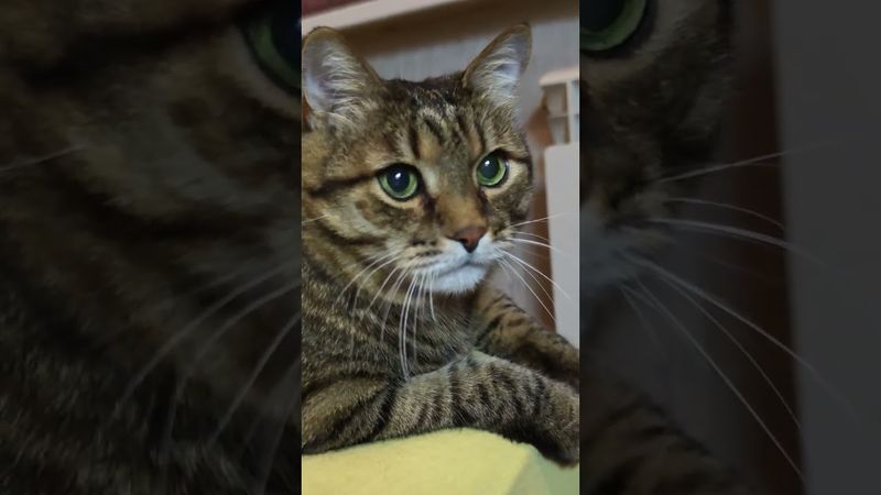 Время не лечит ⌛⏰🙀🤣 #cat #кот #юмор #котушка #приколы #цитаты #пародия