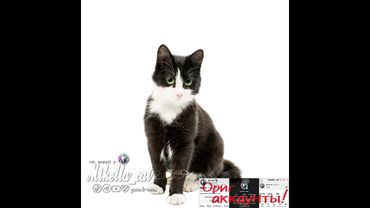 актЫв🙏#умаляюзалети #cat #активнепадай #рек #teameork #микелла #мем #активприди #активвернись #Ыы #ت