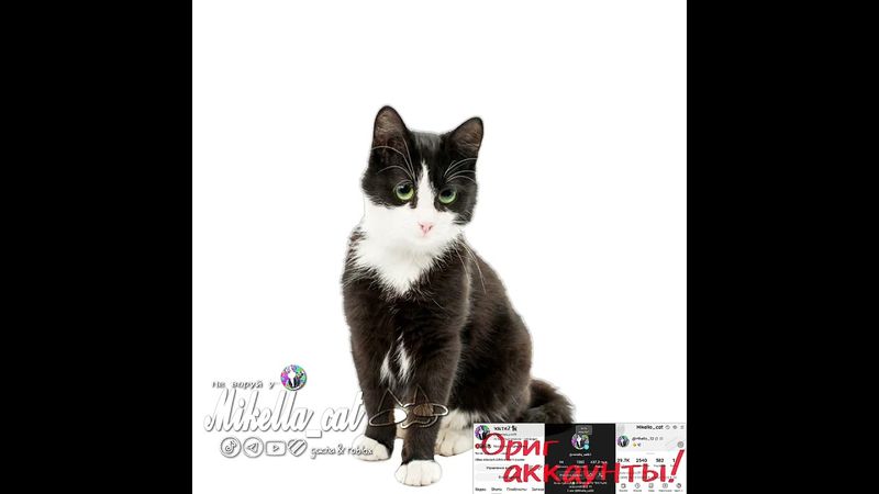 актЫв🙏#умаляюзалети #cat #активнепадай #рек #teameork #микелла #мем #активприди #активвернись #Ыы #ت