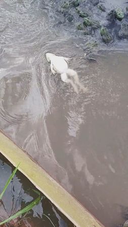 A true frog swim.#fyp #foryoupage #pets #funny
