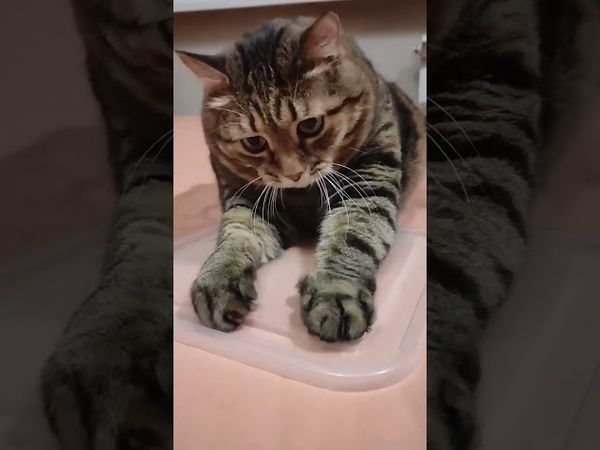 Марсик на спорте 🫢🙀💪🤣 #cat #кот #юмор #котушка #sport #motivation