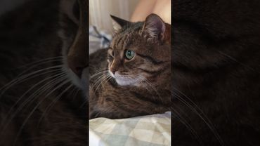 Страшный момент 🙀😉🤗🤣 #cat #кот #юмор #котики #котушка #приколы #цитаты