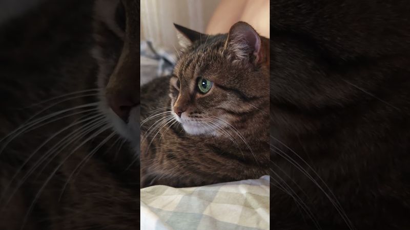 Страшный момент 🙀😉🤗🤣 #cat #кот #юмор #котики #котушка #приколы #цитаты