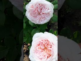 CLAIRE ROSE (КЛЭР РОУЗ)