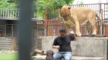 Thailand's pet lion problem sparks concern amongst conservationists | AFP