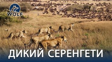 ДИКИЙ СЕРЕНГЕТИ | Битва за выживание в землях хищников  #дикаяприрода | WOLF