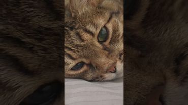 Очень ответственный 🤔🙀😉🤣#cat #кот #юмор #котушка #приколы #цитаты #смех