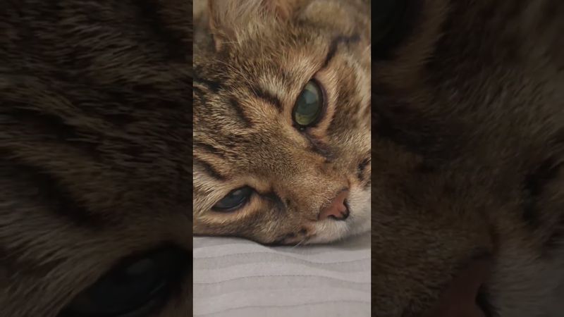 Очень ответственный 🤔🙀😉🤣#cat #кот #юмор #котушка #приколы #цитаты #смех