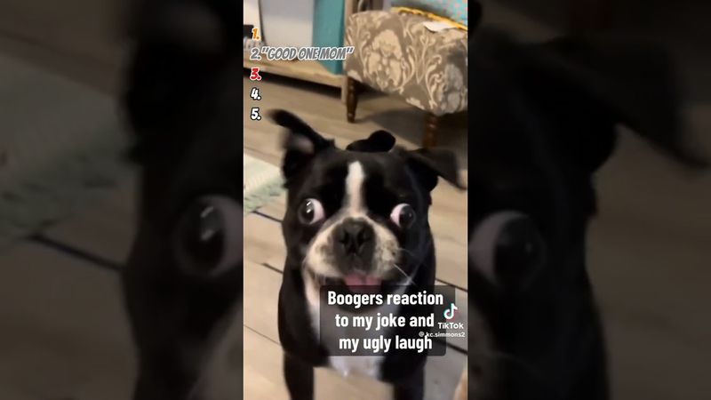 Ranking Dogs Reaction To Laughing Like A Maniac | Telling My Dog A Joke | #fyp #shorts #trending