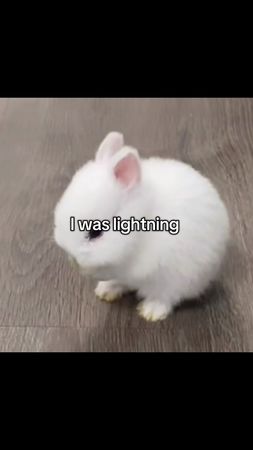 #boba #bubbletea #bunny