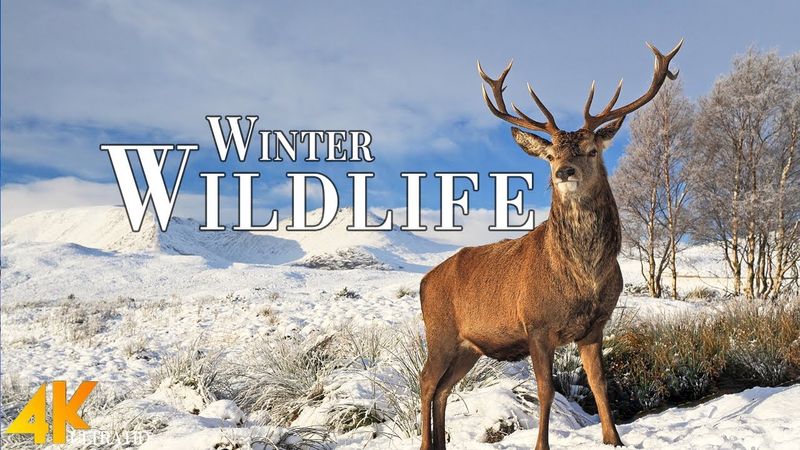 Winter Wildlife 4K Ultra HD • Enchanting Winter Wildlife, Scenic Relaxation Film with Calming Music.