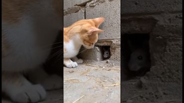 kitty cat vs mose #viralvideos #funnyvideo