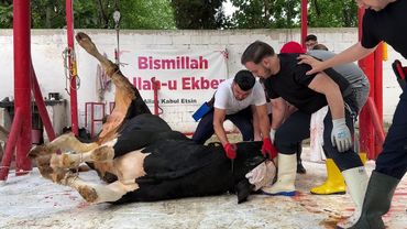 KURBAN KESİMLERİ 2025