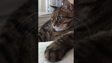 Каша из топора 🥣🪓🙀🤣 #cat #кот #юмор #котушка #приколы #цитаты