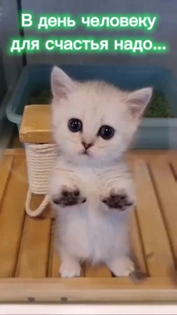 Что делает вас счастливыми? #сВТБлегко #pubgmjinx #чтонадодлясчастья ...