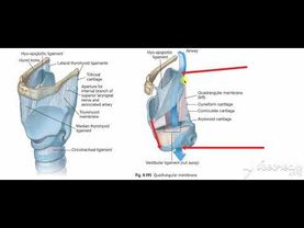 Larynx membranes & ligaments 2