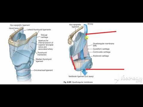 Larynx membranes & ligaments 2