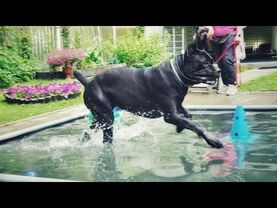 ДТ - 770. Кане-корсо, доберман. Упражнения в акватории