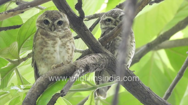 Cute Ullus sit round in the day-time, getting disturbed sleep due to all the human activity around
