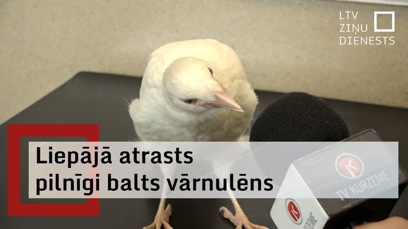 Liepājā atrastais albīnais vārnulēns pārvāksies uz dzīvi Rīgā