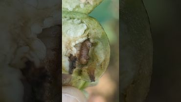 వంకైలోపురుగు #కీటకం #insects #farming #viralreels #damge #reels