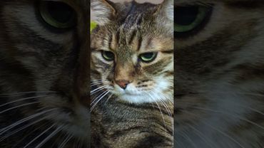 Скажи честно?🙀🤔😉🤣 #cat #кот #юмор #котушка #приколы #цитаты