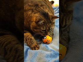 🍒🍒💃😻😍❤ #cat #кот #юмор #котушка #приколы #смех