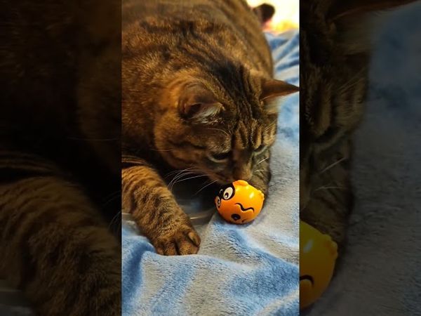 🍒🍒💃😻😍❤ #cat #кот #юмор #котушка #приколы #смех
