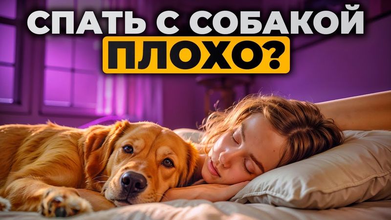 Почему собака лезет спать с нами в постель? Стоит ли запрещать?