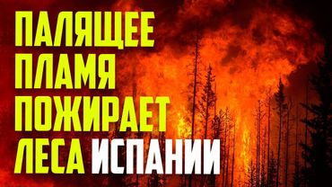 Лесные пожары в Испании: выжжены десятки тысяч гектаров земли