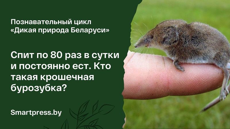 Спит по 80 раз в сутки и постоянно ест. Кто такая крошечная бурозубка?