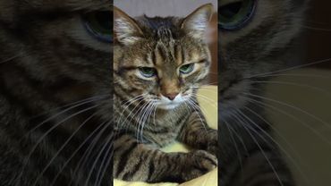 Начинаю верить 🙀😉🤔🤣 #cat #кот #юмор #котушка #приколы #цитаты