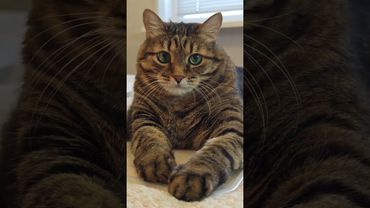 Уходить не хочется 🙀🤔😉😻❤ #cat #кот #юмор #котушка #приколы #цитаты