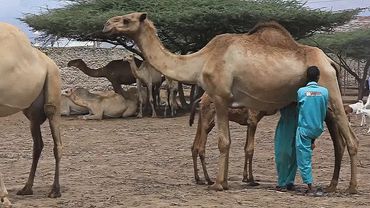 Спрос на ценное верблюжье молоко растёт в Сомали