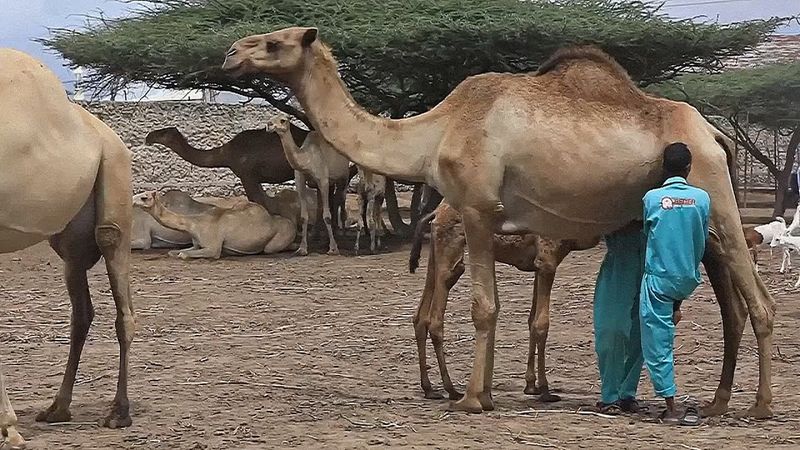 Спрос на ценное верблюжье молоко растёт в Сомали