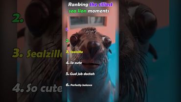 Ranking the silliest sea lion moments
