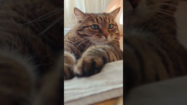 Всё получится 👍😺😉🤣 #cat #кот #юмор #котушка #приколы #цитаты #смех